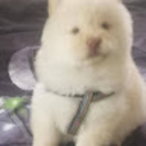 Meet your Posher, Khalil